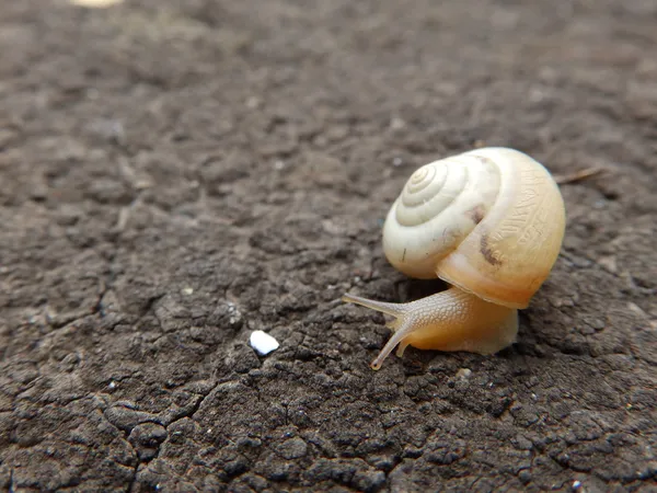 Little snail