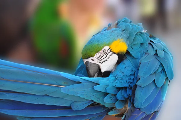 Blue Parrot