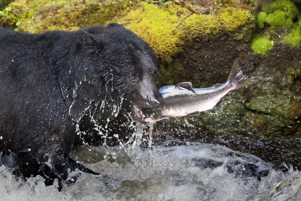 A black bear eating a salmon in a river with splash and blood Alaska Fast food