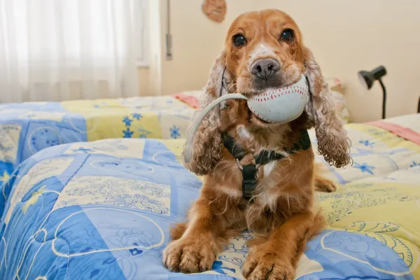 An english cocker spaniel portrait while holding a toy mouse