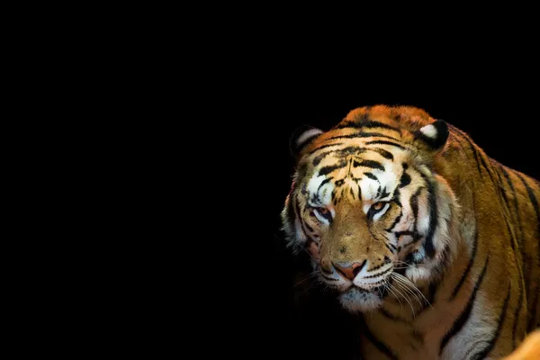A tiger ready to attack looking at you