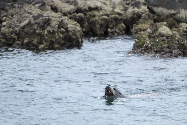 Sea lion seals while swimming