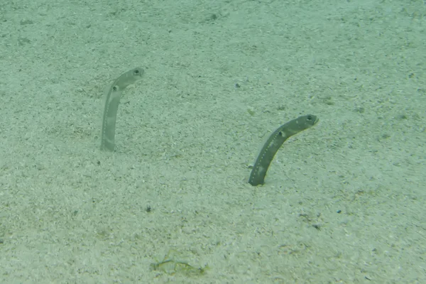 Snake fish hiding in the sand