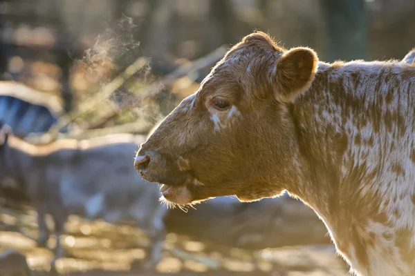 A cow portrait in winter time