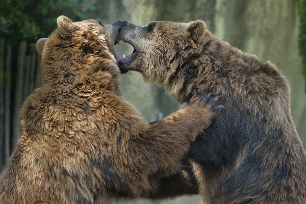 Two brown grizzly bears while fighting