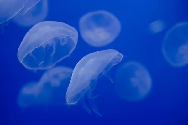 Aquarium Jellyfish in the deep blue
