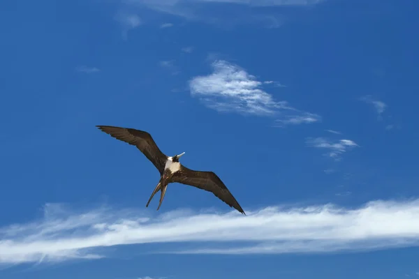 Gannet Bird while flying