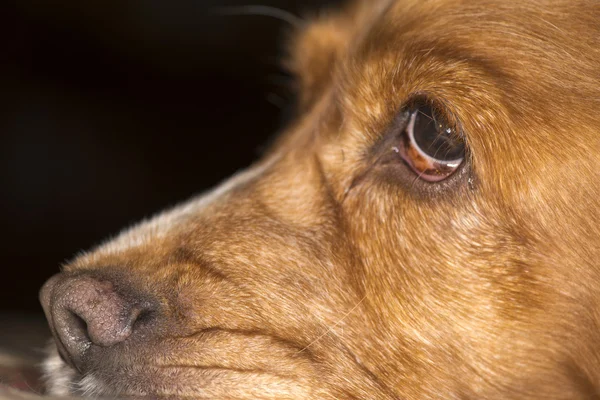 Dog nose macro