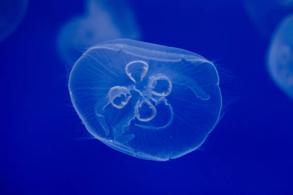 Aquarium Jellyfish in the deep blue