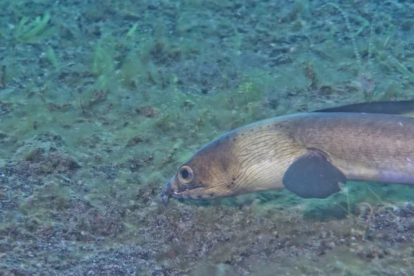 A flat fish eyes detail while hiding in the sand  in indonesia