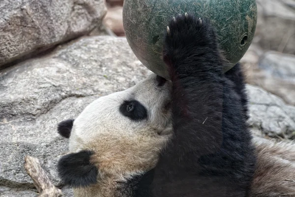 Giant panda while playing with a ball