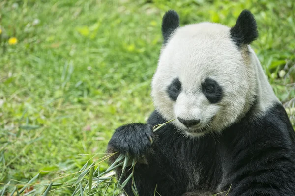 Giant panda while eating bamboo