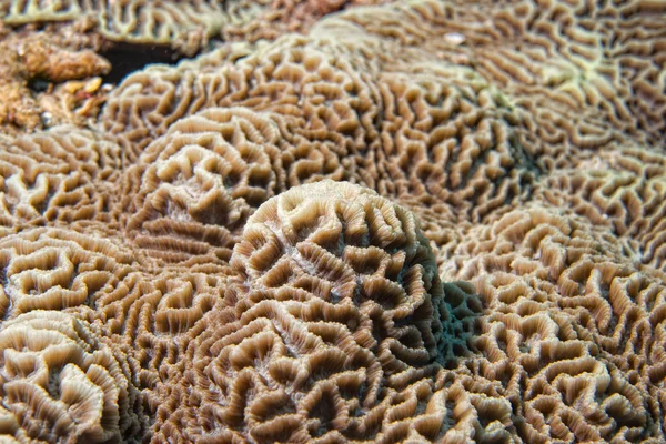 Hard coral macro detail while diving in Indonesia