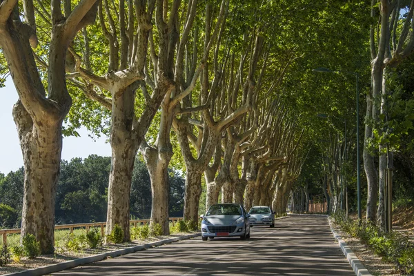 Tree lined road in the South of France