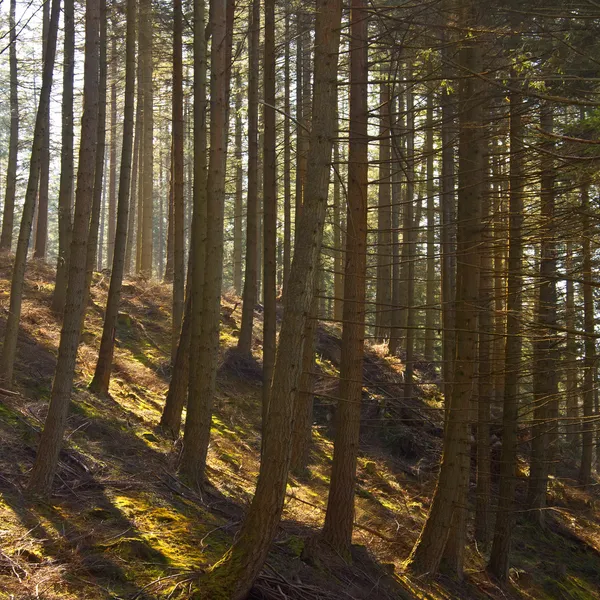 Tree Plantation - Wales - United Kingdom