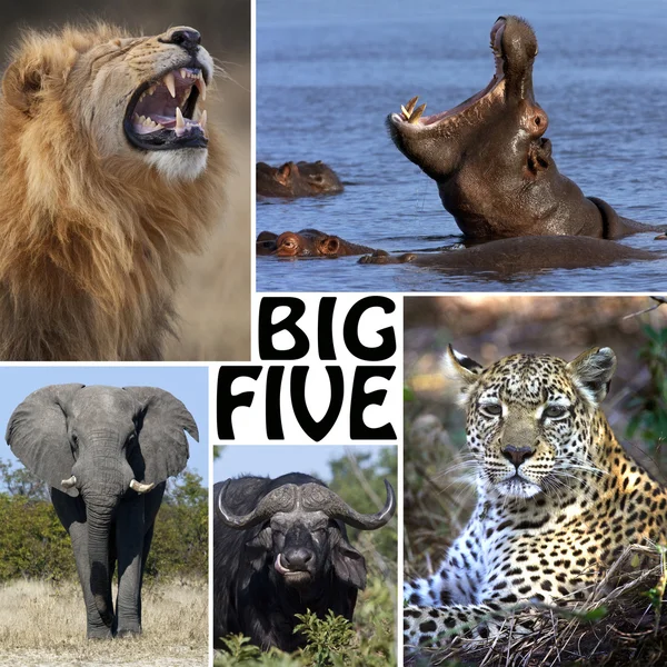 African Safari - The Big Five