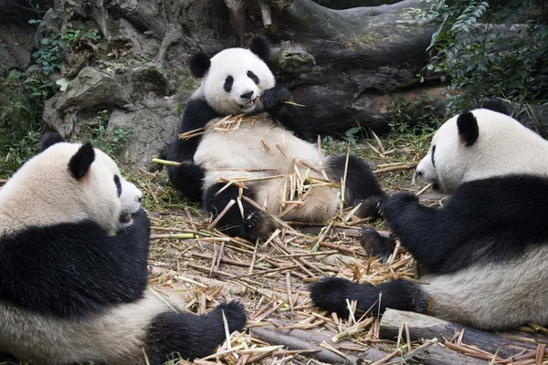 Giant Panda - Chengdu - China