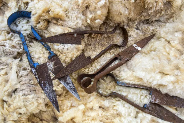 Sheep shearing - Rusty Old Blade Shears