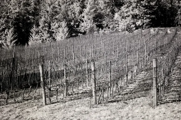 Vineyards, Willamette Valley in Infrared