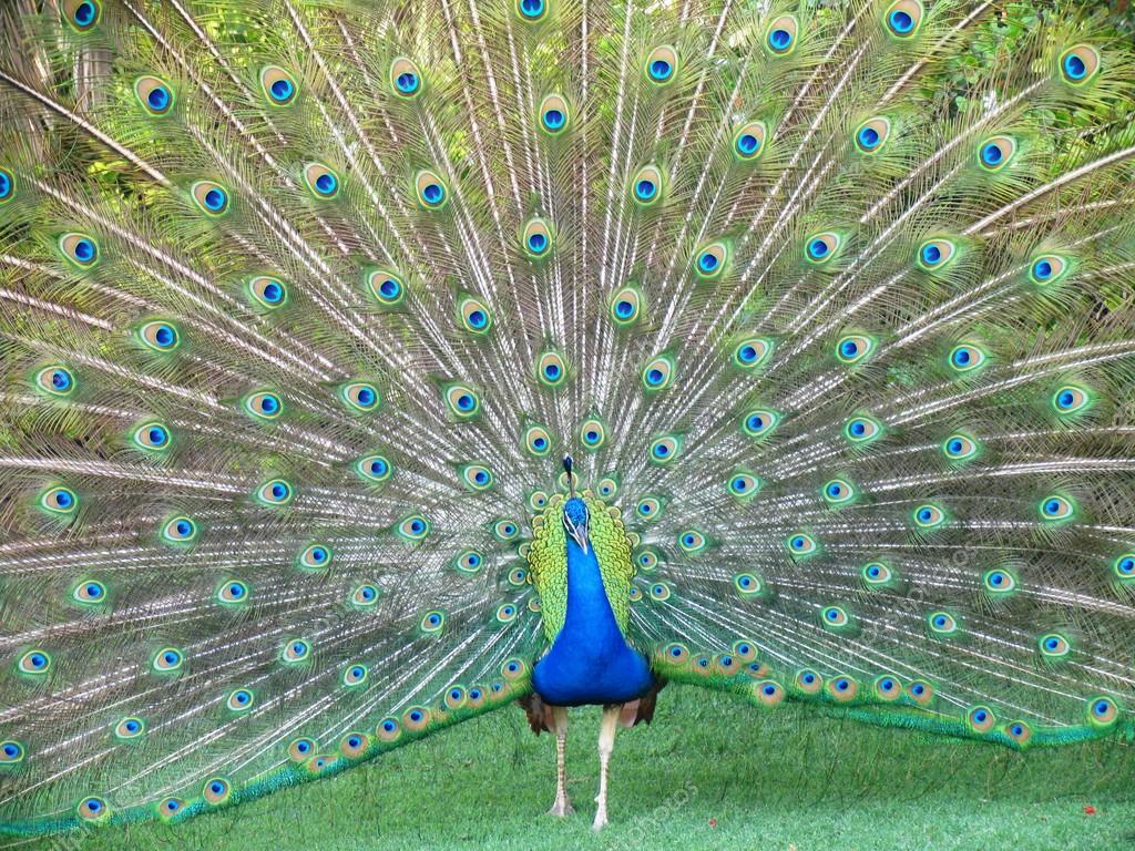 http://st.depositphotos.com/1907017/1679/i/950/depositphotos_16796151-A-Dancing-Peacock.jpg