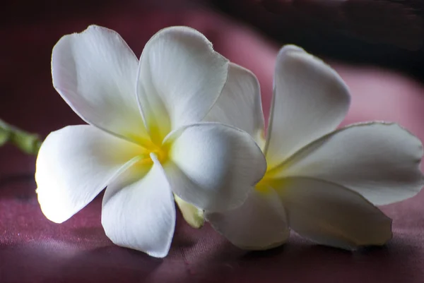 Two white and yellow frangipani flowers on burgundy background