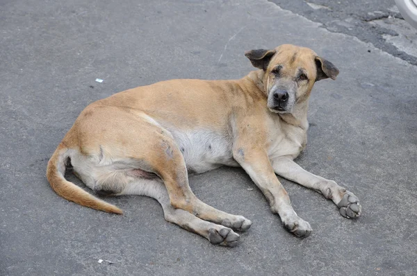 Single lost strayed dog sleeping on street