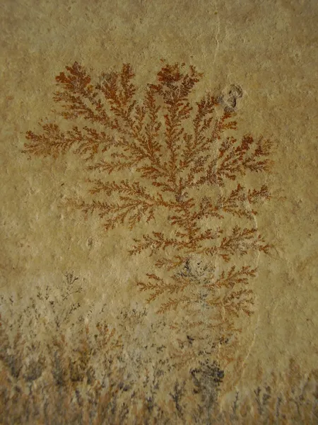 Fossil Fern
