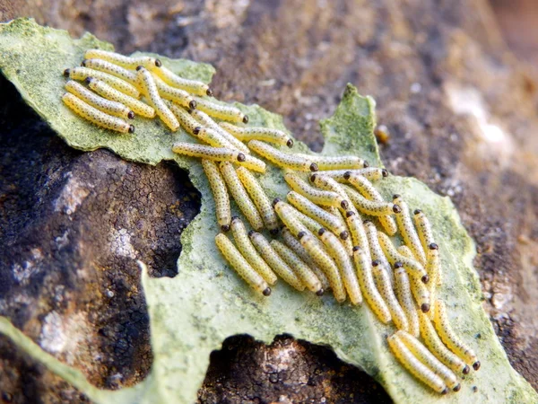 Cabbage white caterpillars