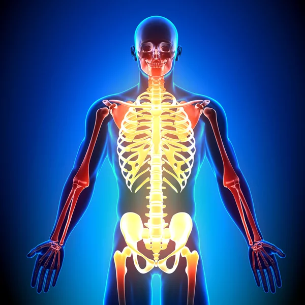 Skeleton Front - Anatomy Bones