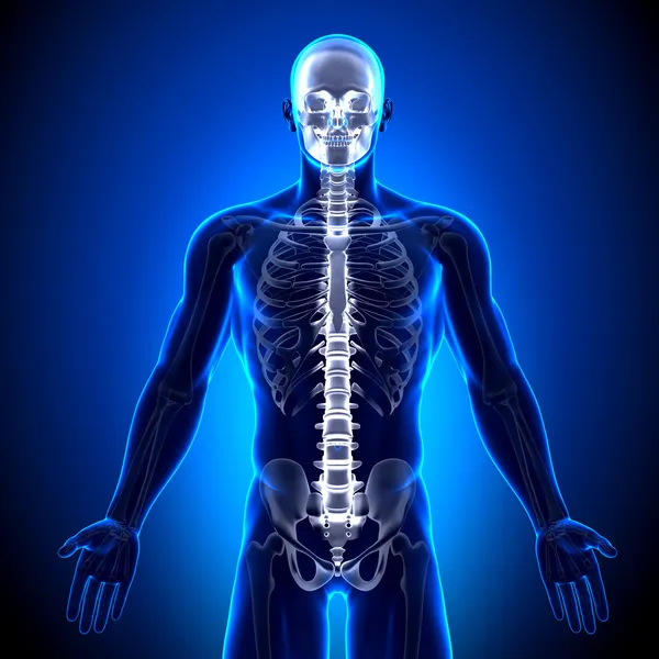 Spine Vertebrae - Anatomy Bones
