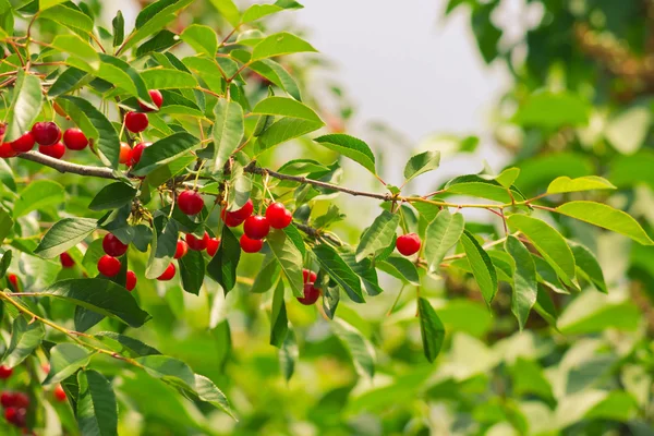 Branch of a tree with ripe fruits cherry
