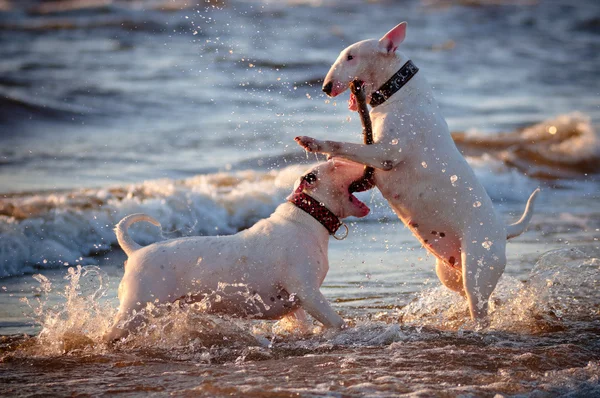 Bull terrier dogs jumping in the water
