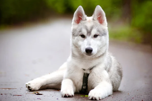 Grey siberian husky puppy portrait outdoors