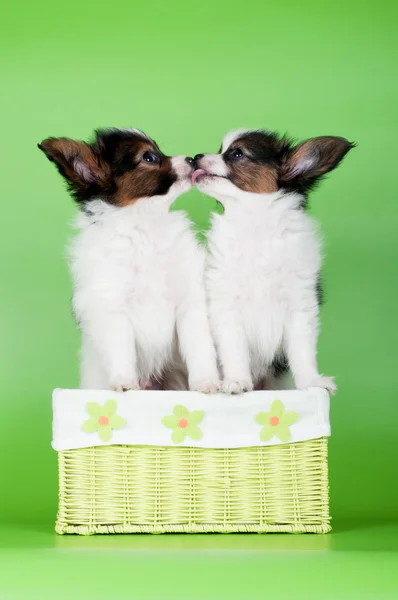 Two adorable puppies kissing