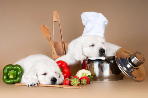 Two adorable puppies asleep while cooking