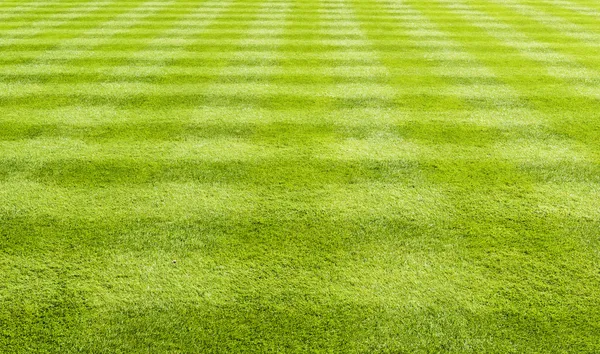 Grass lawn background — Stock Photo #17609397