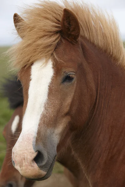Iceland. Brown icelandic horse heads.