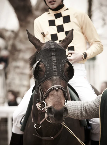 Race horse and jockey ready to run