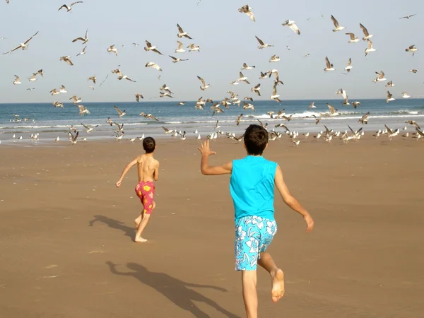 Boys chasing birds