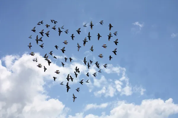 Heart shaped flock of birds