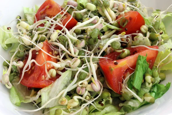 Sprout Salad Closeup