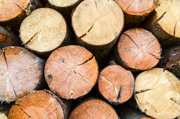 Firewood- freshly sawn timber texture