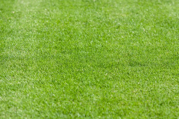 The line on the grass on the football pitch