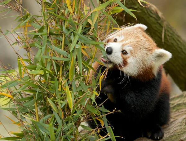 Red Panda eating Bamboo