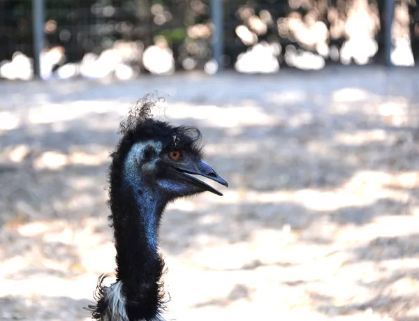 Australian Emu in a zoo