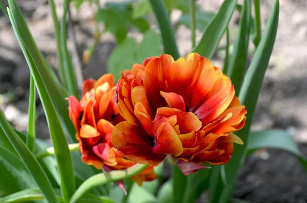 Blossom of the fire-red  peony tulip in the spring