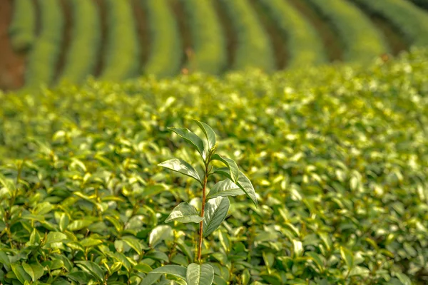 Green tea fresh leaves. Harvesting tea plantation. Thailand. Tea plantations. Northern Thailand, Chiang Rai