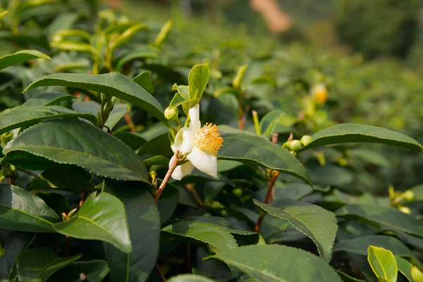 Tea flowers and fresh leaves. Tea plantations. Northern Thailand, Chiang Rai