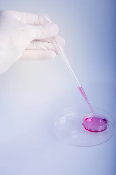 Scientist working at laboratory, pipetting the culture medium in a petri dish.