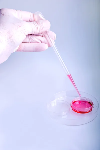 Scientist working at laboratory, pipetting the culture medium in a petri dish.